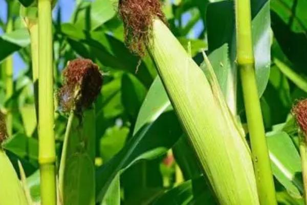 斯达甜236玉米种子介绍，密度3500株/亩左右