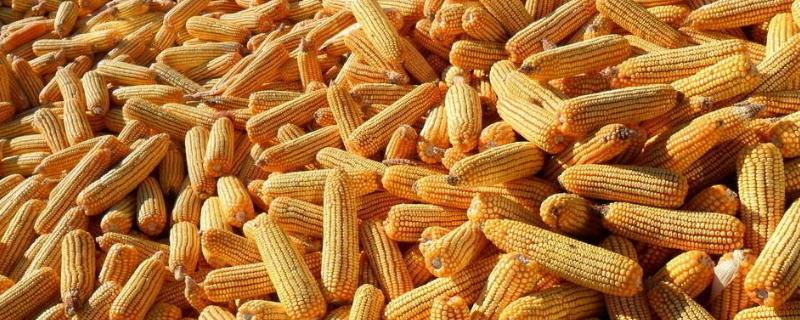 斯达甜230玉米种子特征特性，密度3500株/亩左右