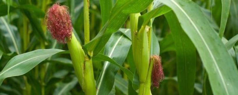 亨甜302玉米种简介，注意防治瘤黑粉病和丝黑穗病