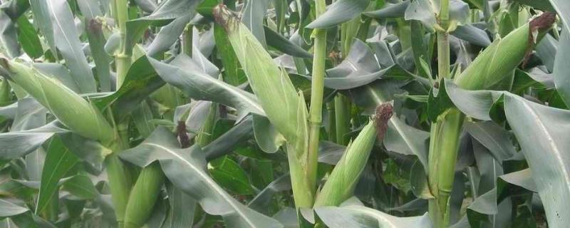 陇顶158玉米种子特点，注意防治瘤黑粉病