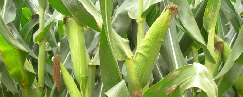 硕达701玉米种子特点，中抗茎腐病