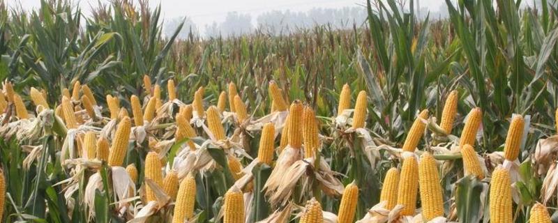 来玉889玉米品种的特性，密度4500株/亩左右