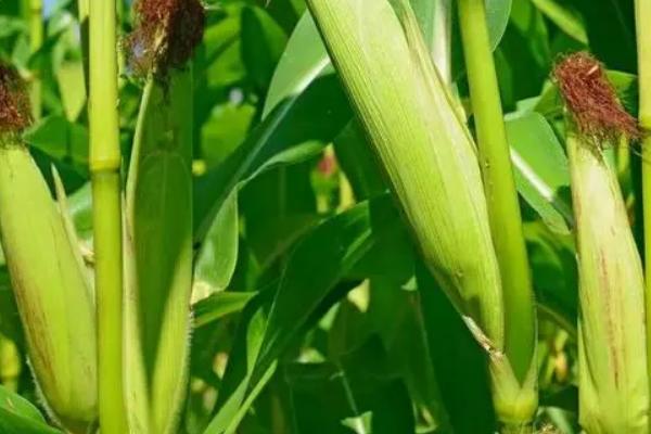 鲲玉13玉米种子特征特性，密度4000株/亩左右