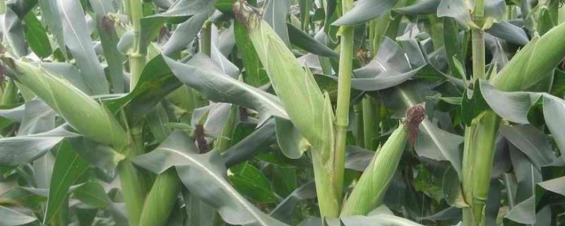 FD787玉米种简介，适宜播种期3月中旬至5月下旬