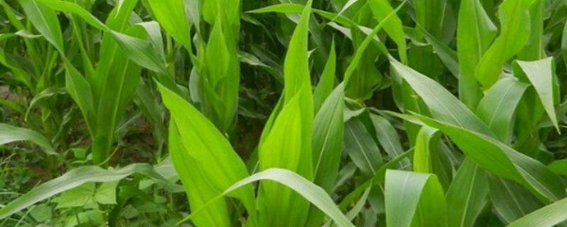 V9903玉米品种的特性，高抗茎腐病