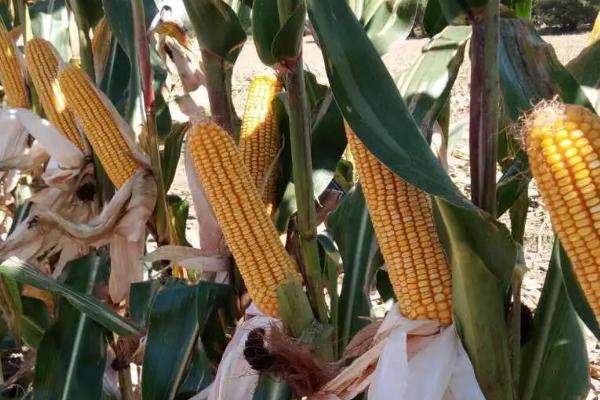308HA玉米种子特征特性，适宜播种期4月下旬至5月上旬