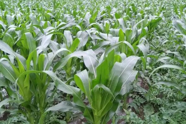 郑品玉608玉米种子特征特性，适宜播种期4月下旬至5月上旬