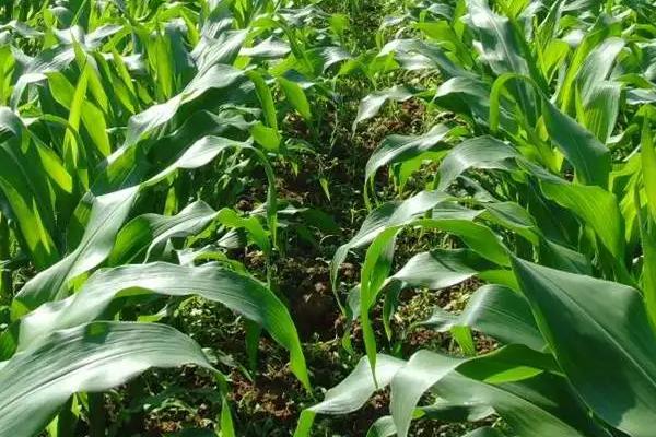 郑品玉608玉米种子特征特性，适宜播种期4月下旬至5月上旬