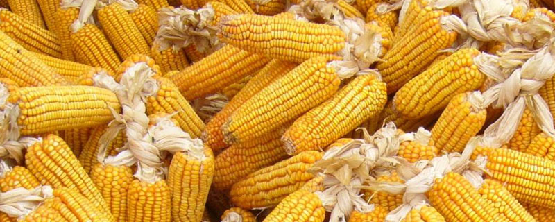德科021玉米种子特征特性，密度5000株/亩左右