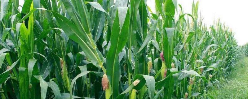 998k玉米种子介绍，密度4500株/亩左右