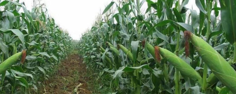 LF2105玉米种子特点，注意防治大斑病和穗腐病