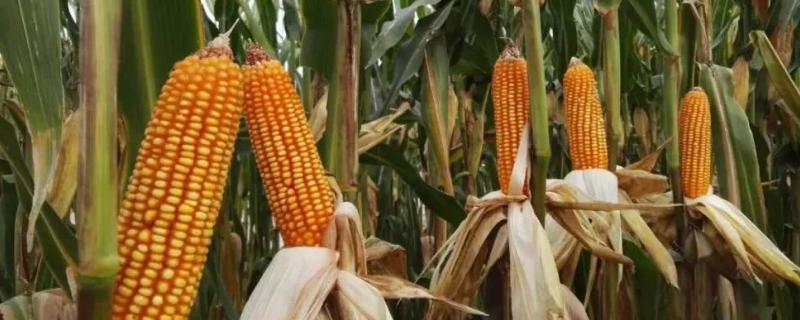 海仓1603玉米种子特征特性，密度4500株/亩左右