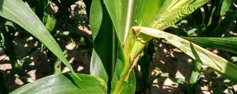 荣玉88玉米种子简介，密度3500—4000株/亩