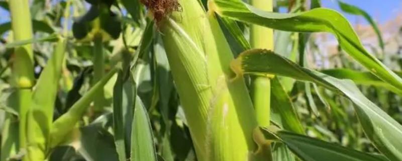 泽玉2066玉米种子特点，中抗茎腐病