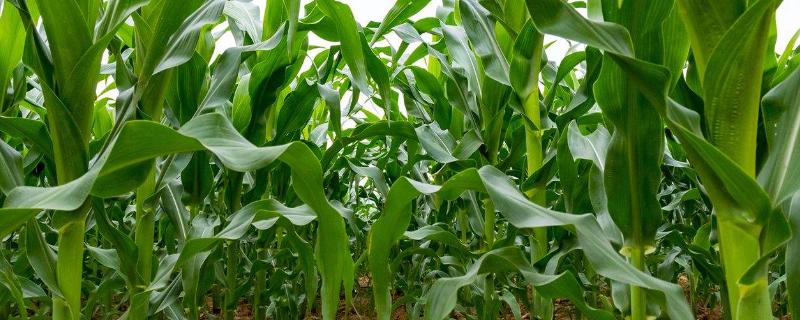 珍金糯199玉米种子介绍，密度3500株/亩左右