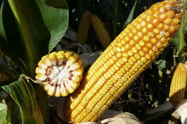中农大718玉米种子特征特性，适宜播种期3月下旬到5月下旬