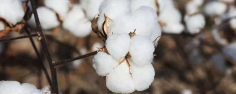 中棉所EM1706棉花种子介绍，高抗棉铃虫