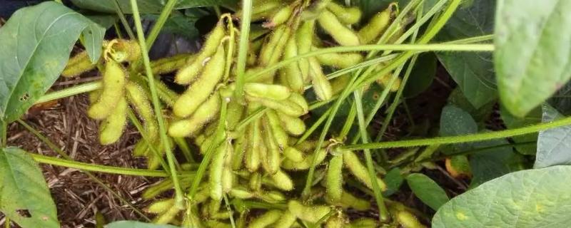圣豆86大豆种简介，低肥力地块4万株/亩