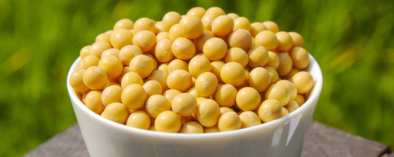 华豆15大豆品种的特性，高肥力地块2万株