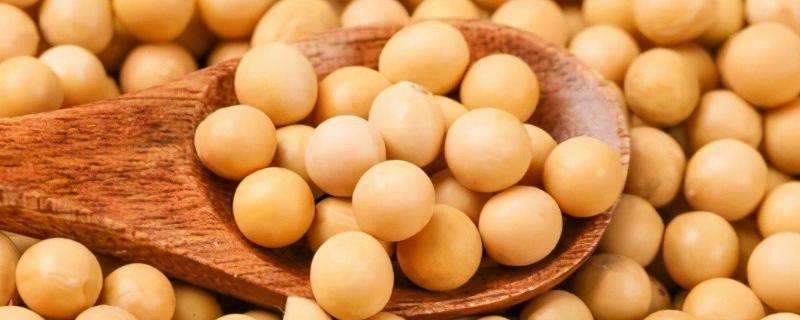 安豆6263大豆品种简介，6月20日前足熵播种