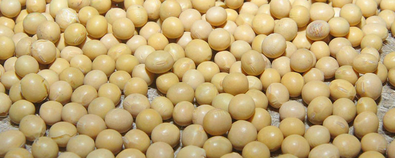 铁豆102大豆种子介绍，种植密度