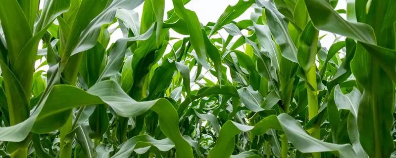 利合2175玉米品种简介，中抗茎腐病