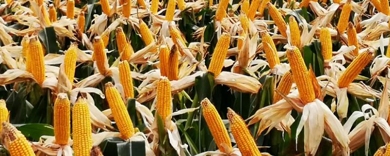 新科861玉米品种简介，适宜播种期6月5日—20日