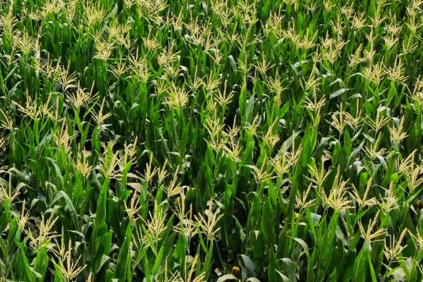 新科861玉米品种简介，适宜播种期6月5日—20日