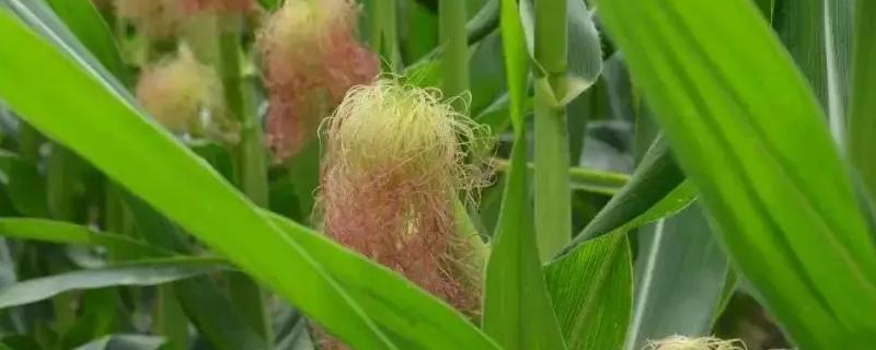 中地6号玉米品种的特性，密度4200株/亩左右