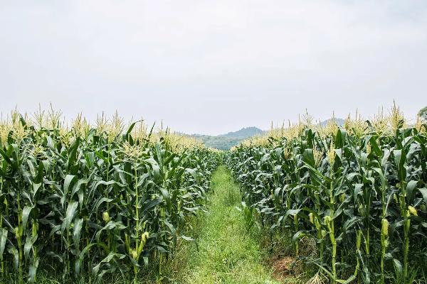 谷大829玉米种子特点，密度3500株/亩左右