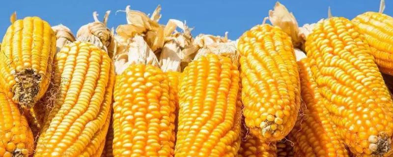 郑品玉419玉米种简介，适宜播种期5月下旬至6月中旬