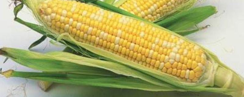 联创707玉米种子特征特性，密度3000株/亩左右