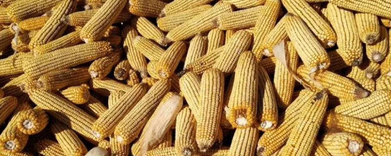 中科玉520玉米品种的特性，密度4000株/亩左右