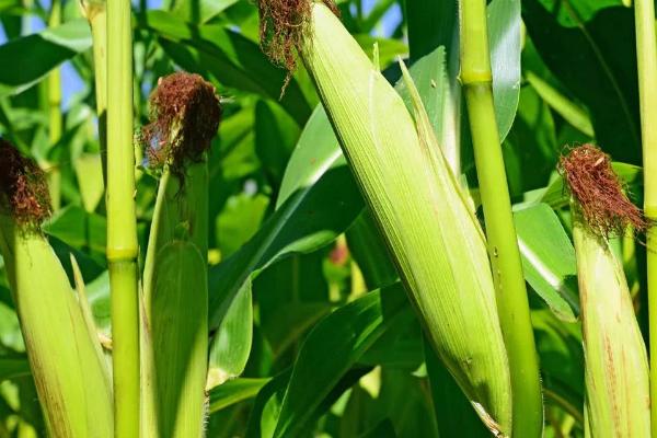长城383玉米品种简介，适宜播种期4月中旬至5月中旬