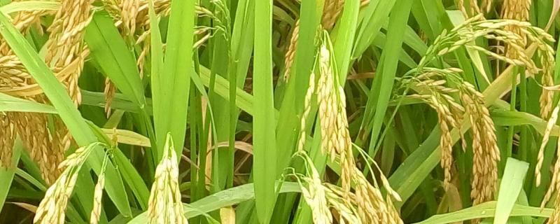 花优707水稻种子特点，综合防治病虫害