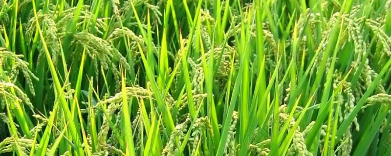 恒丰优778水稻品种的特性，该品种基部叶鞘绿色