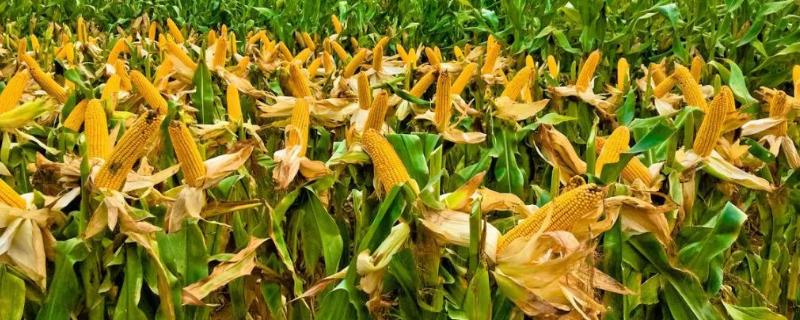 高青玉2号玉米品种简介，两年区试平均生育期134天