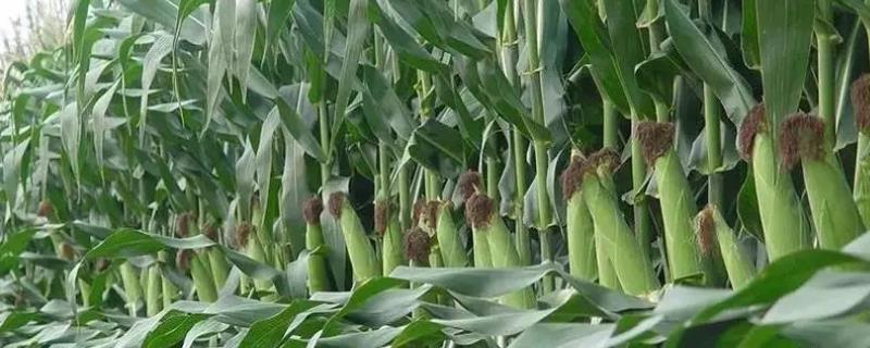 龙单170玉米种子特点，种植密度不宜过大