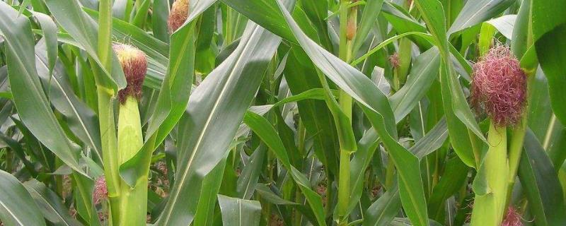 龙单172玉米品种简介，选择一般肥力地块