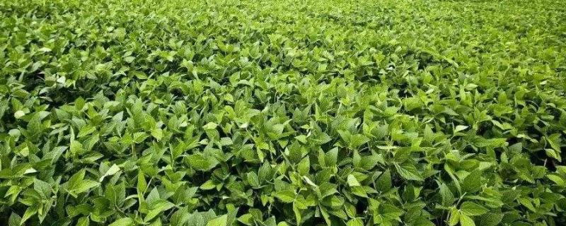 东生201大豆种子特征特性，选择中等以上肥力地块种植