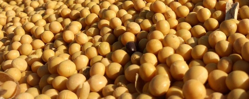 鑫豆6号大豆品种的特性，注意防治病虫害