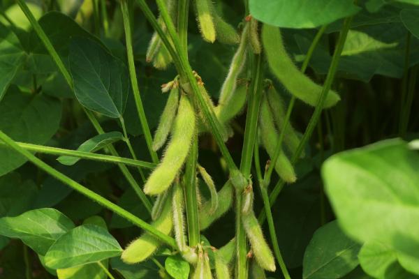 华疆49大豆种子简介，在适应区5月中旬播种