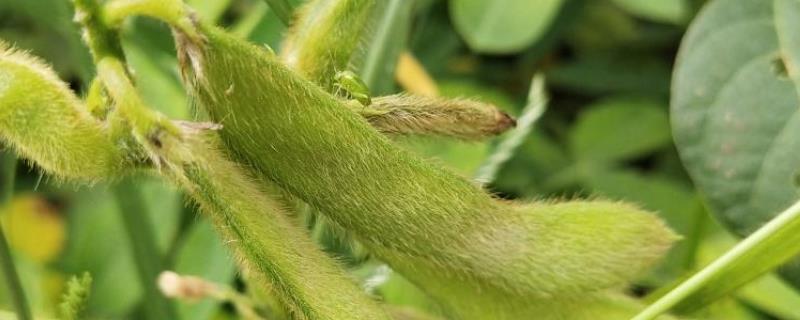 年豆9号大豆品种简介，选择肥力较好的地块种植