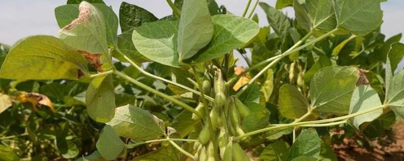 佳豆44大豆种子特点，在适应区5月中旬播种