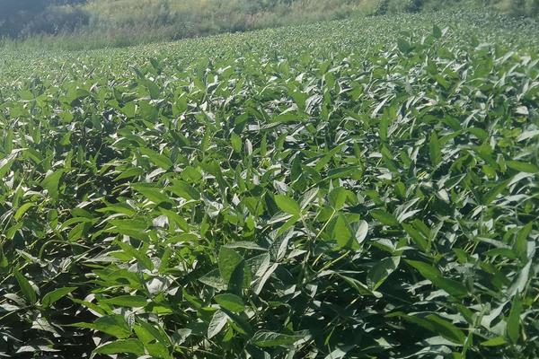 龙达167大豆品种的特性，在适应区5月上中旬播种