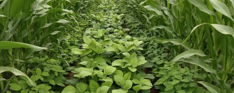 佳豆55大豆种简介，选择中等肥力地块种植