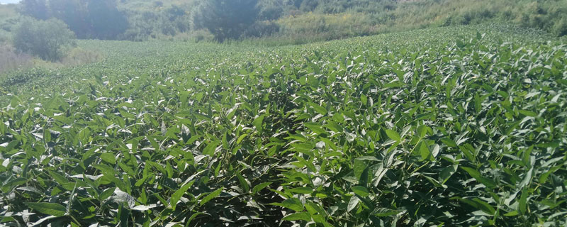 华疆73大豆种简介，选择中等肥力地块种植