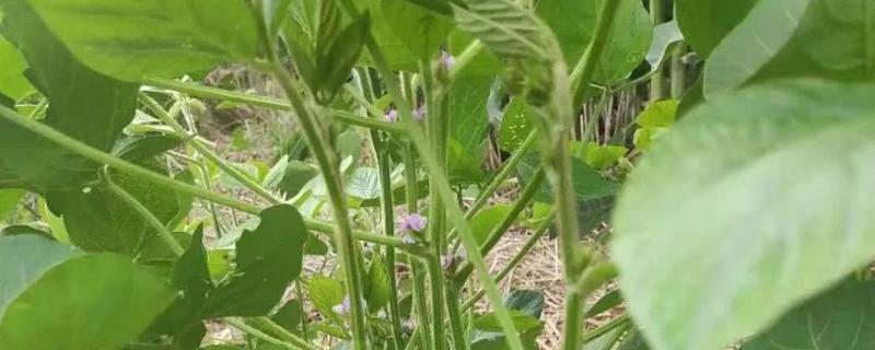 金源801大豆种子特征特性，选择中等肥力地块种植