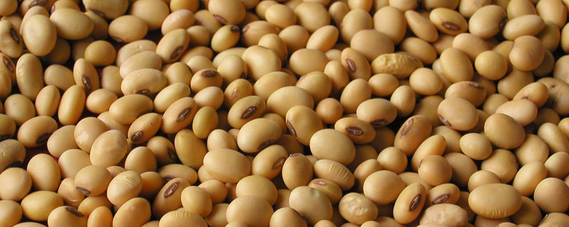 喜农1号大豆品种简介，该品种亚有限结荚习性