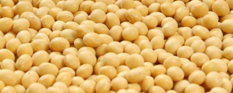 齐农26号大豆种子特点，在适应区5月上旬播种